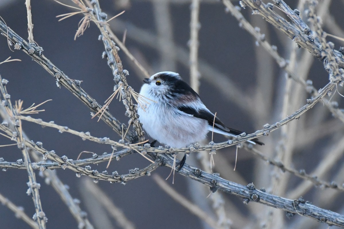 Long-tailed Tit - ML646743847