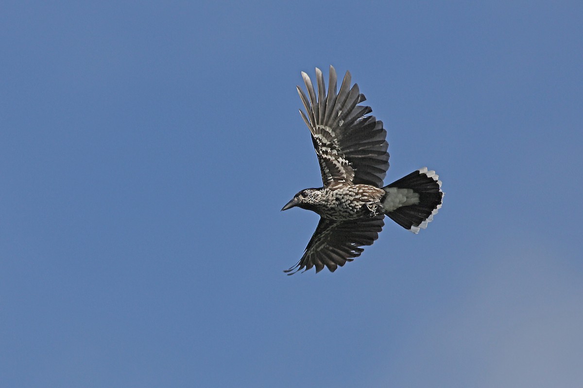 Northern Nutcracker - ML646743850