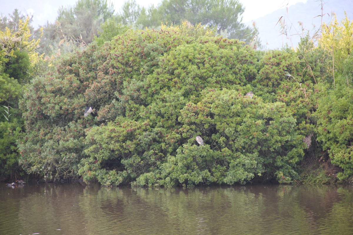Black-crowned Night Heron - ML646743851