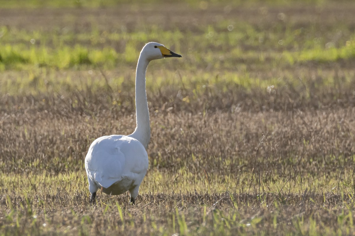 Whooper Swan - ML646743853