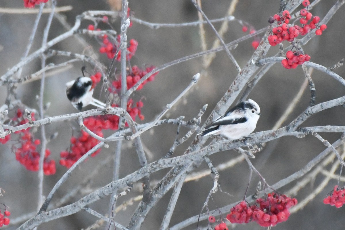 Long-tailed Tit - ML646743854
