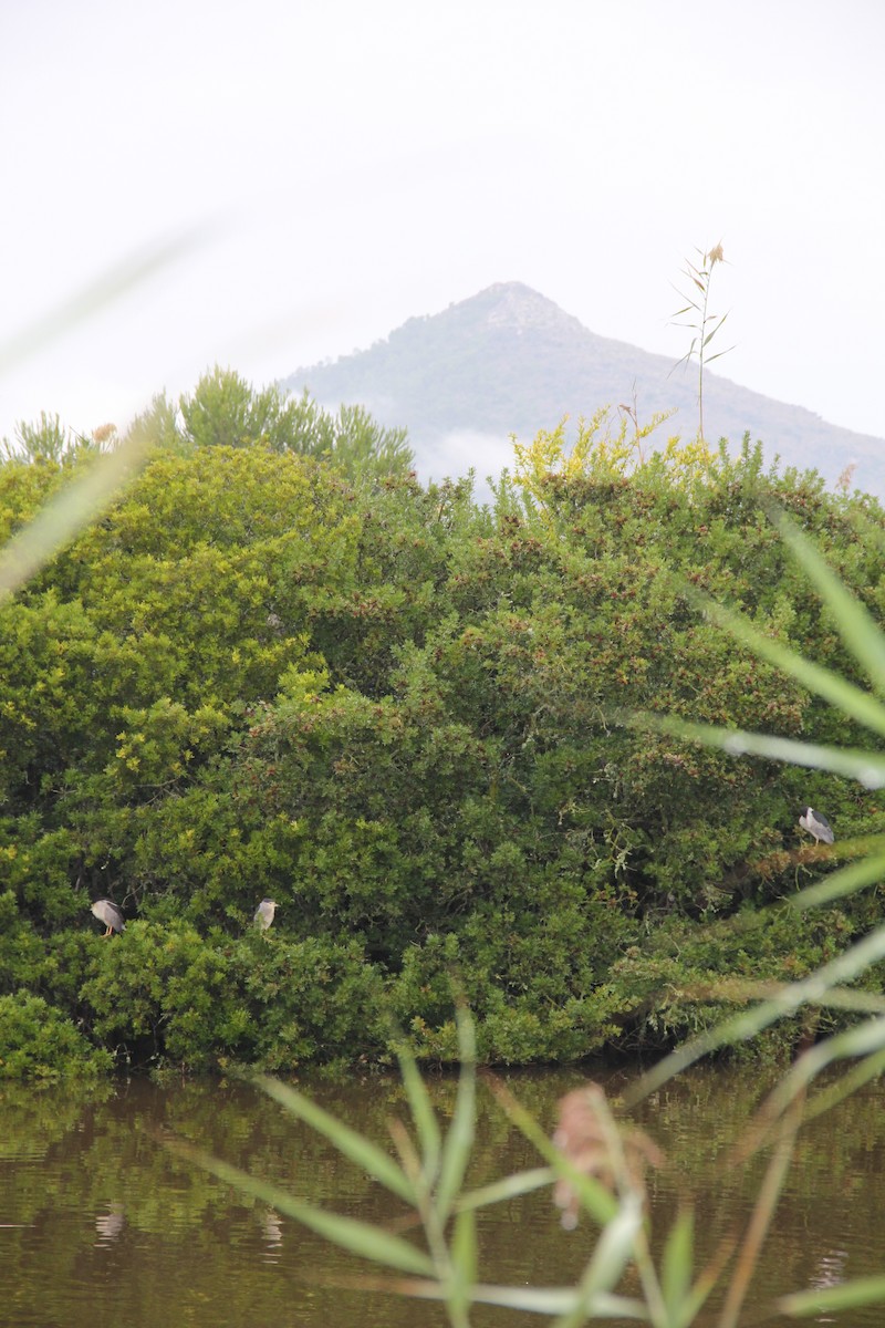 Black-crowned Night Heron - ML646743856