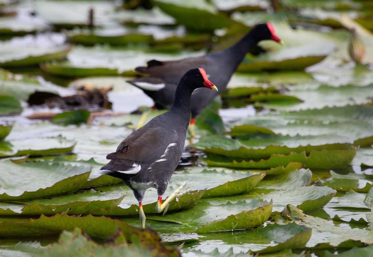 Common Gallinule - ML646743857