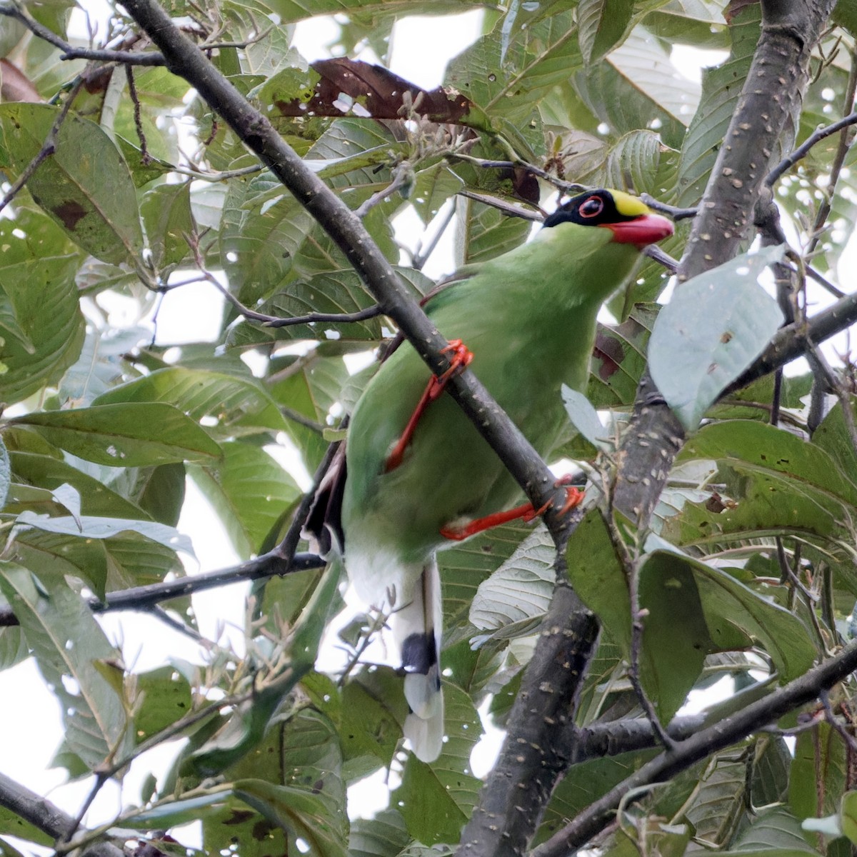 Common Green-Magpie - ML646743858