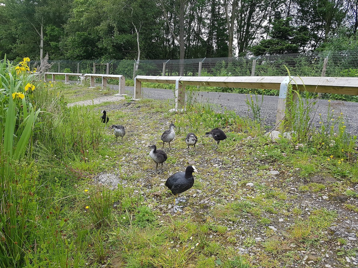 Eurasian Coot - ML646743861