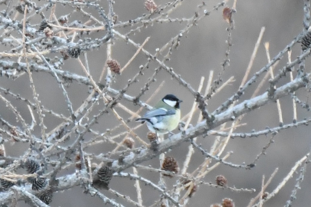 Great Tit - ML646743862