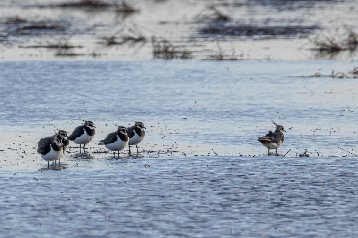 Northern Lapwing - ML646743863