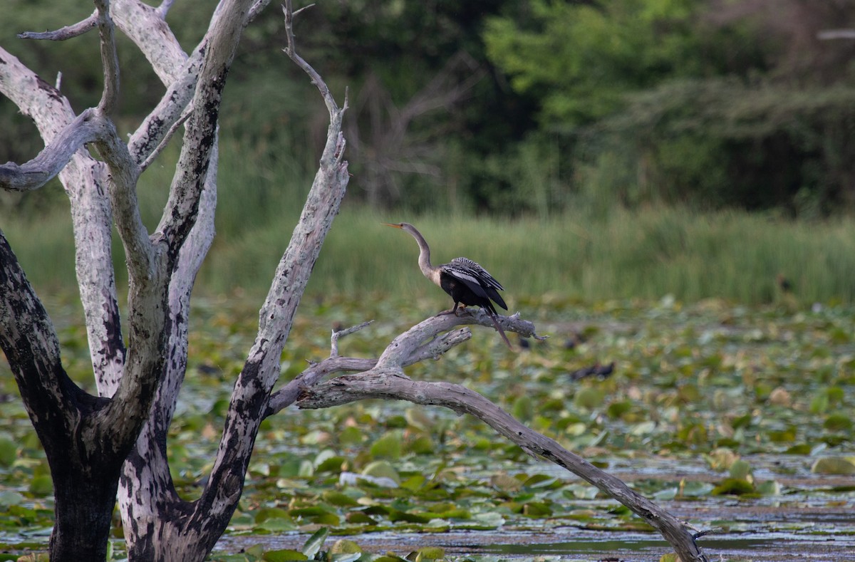 Anhinga - ML646743865