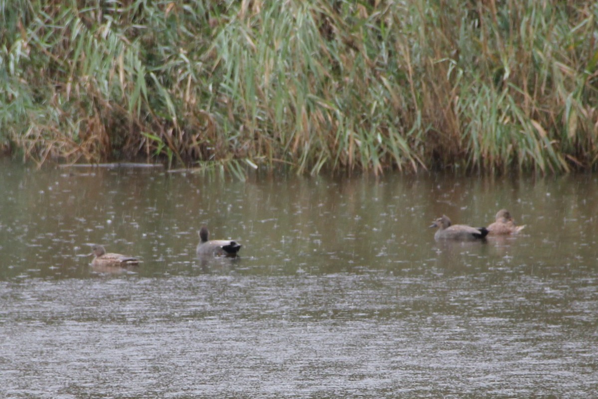 Gadwall - ML646743867