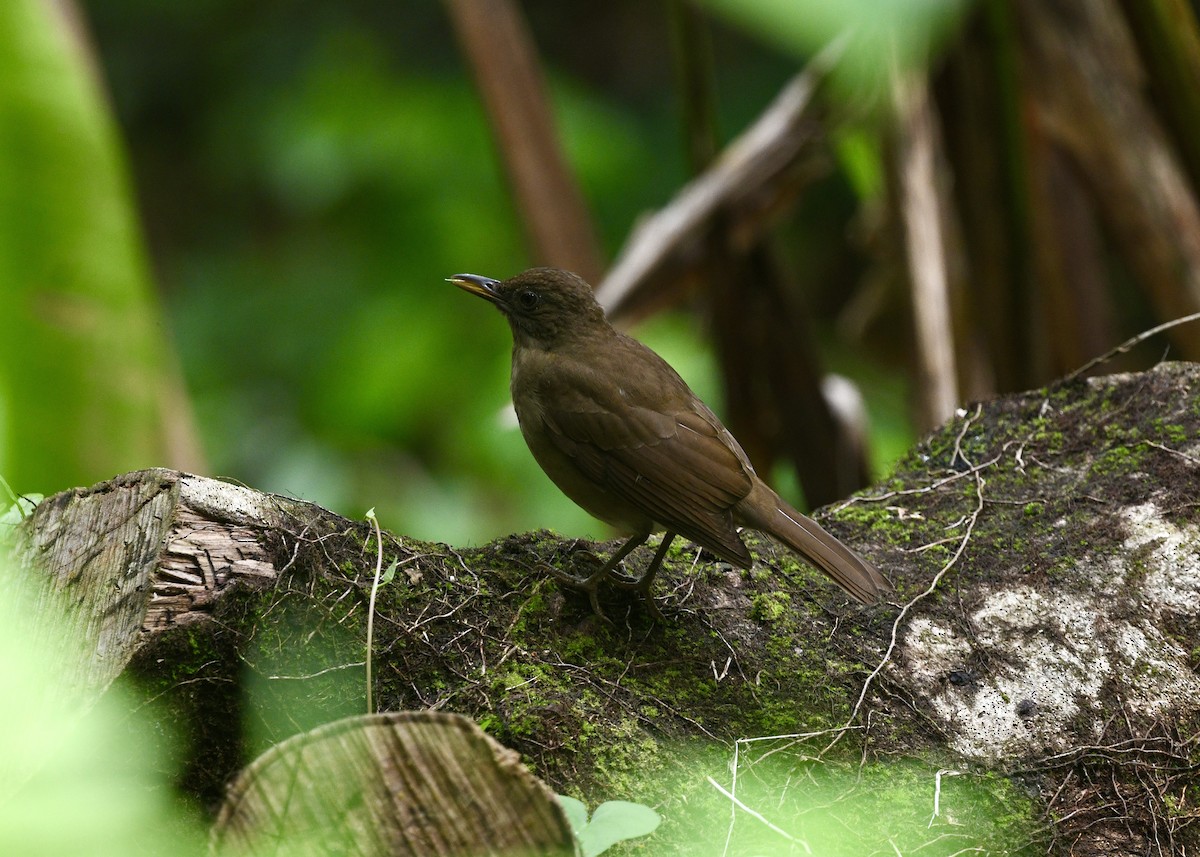 Cocoa Thrush - ML646743868