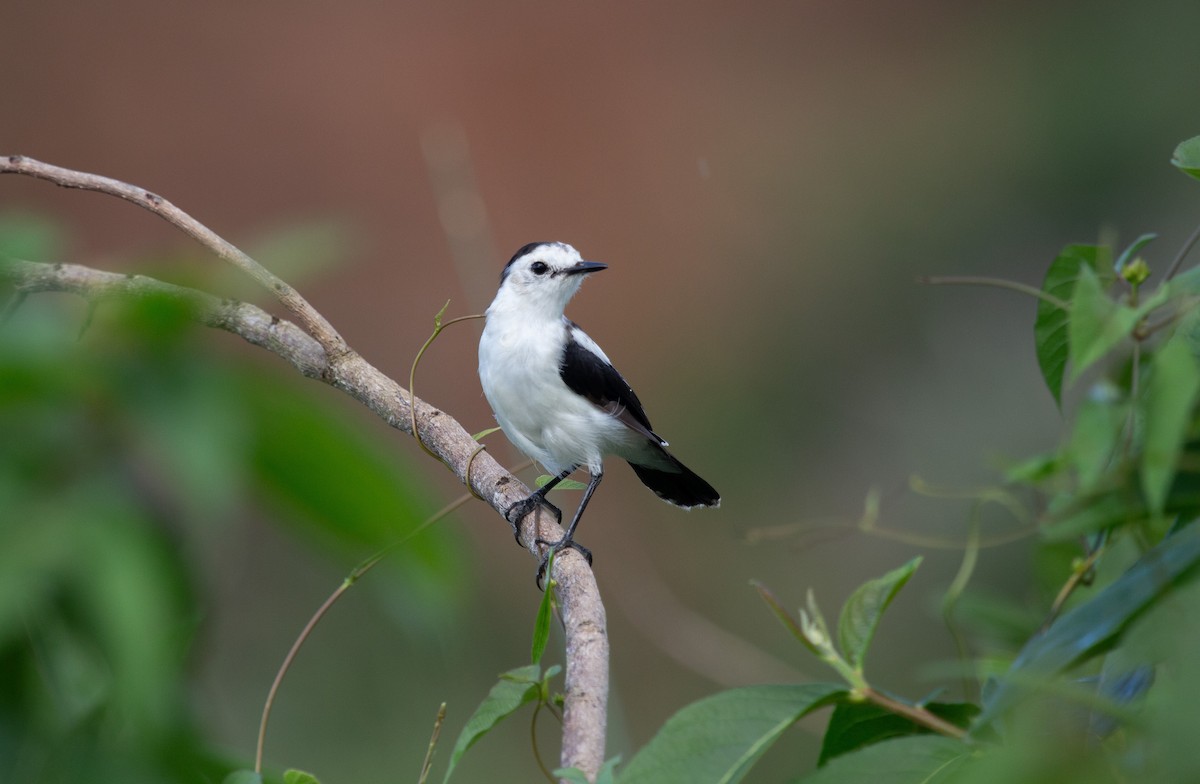 Pied Water-Tyrant - ML646743875