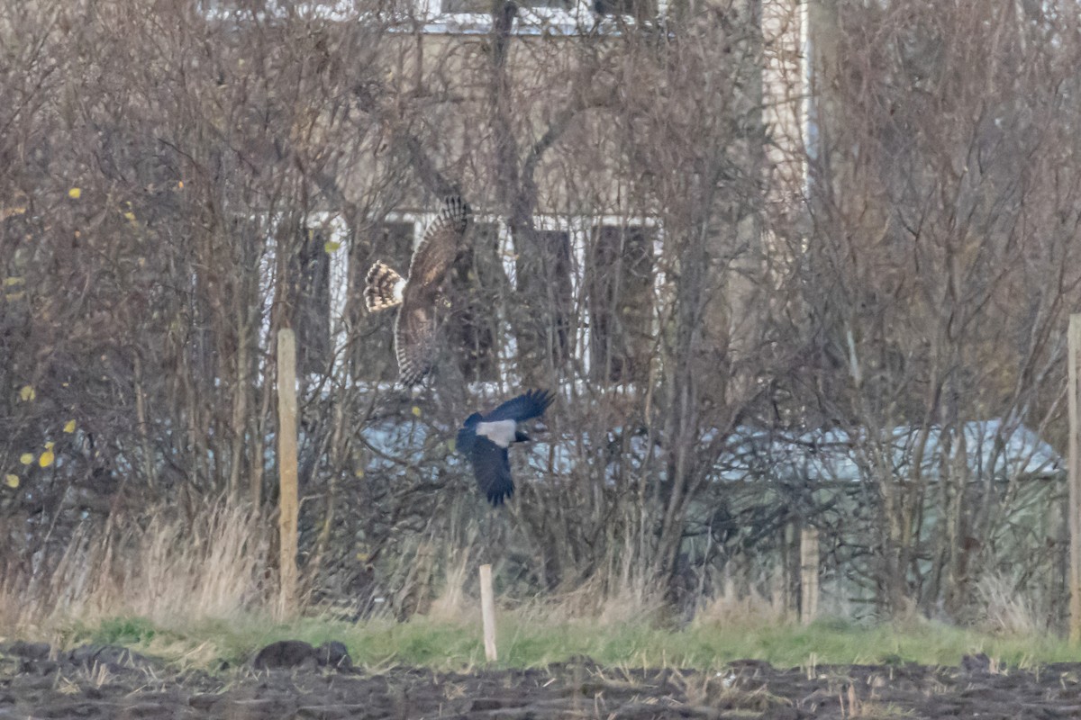 Hen Harrier - ML646743878