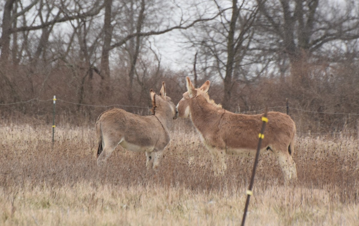 動物界 - ML646743879