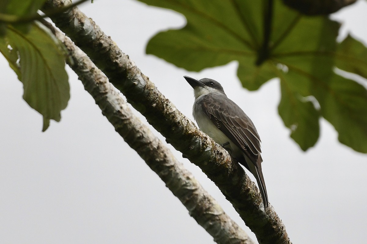 Gray Kingbird - ML646743880