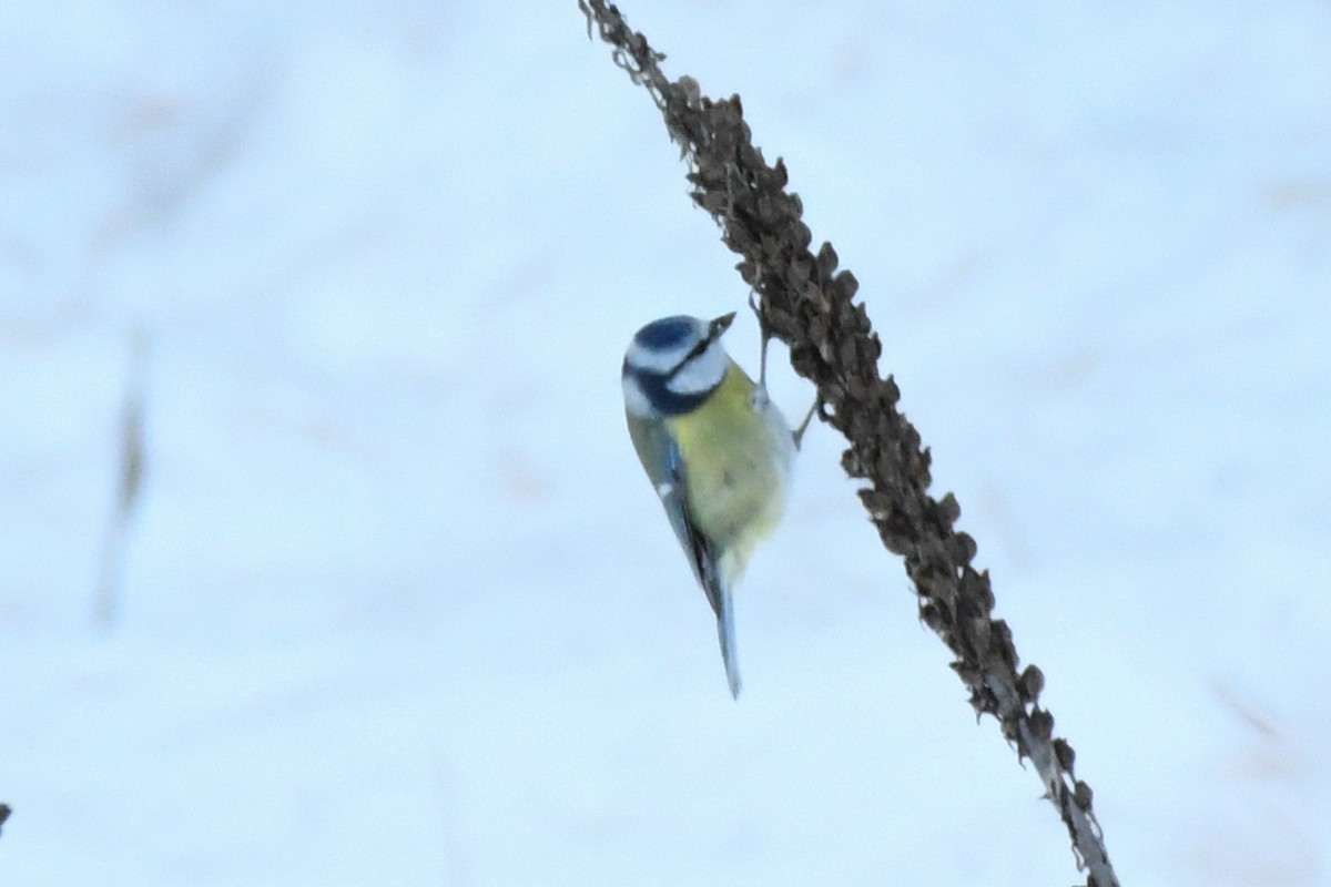 Eurasian Blue Tit - ML646743881