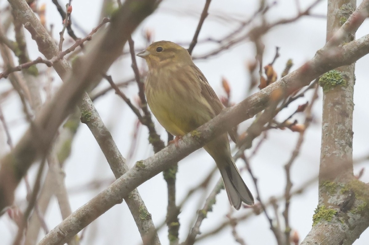 Escribano Cerillo - ML646743884