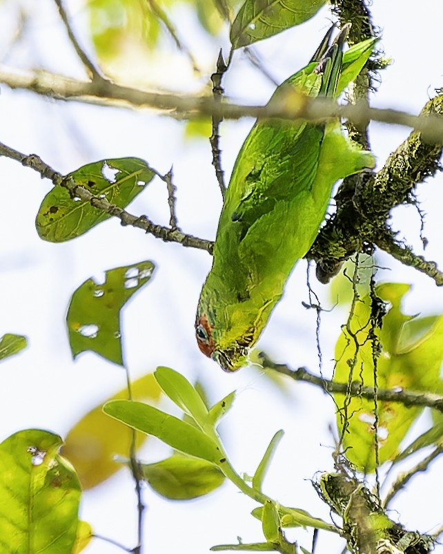 アカビタイイロオインコ - ML646743885