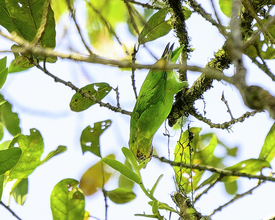 アカビタイイロオインコ - ML646743886