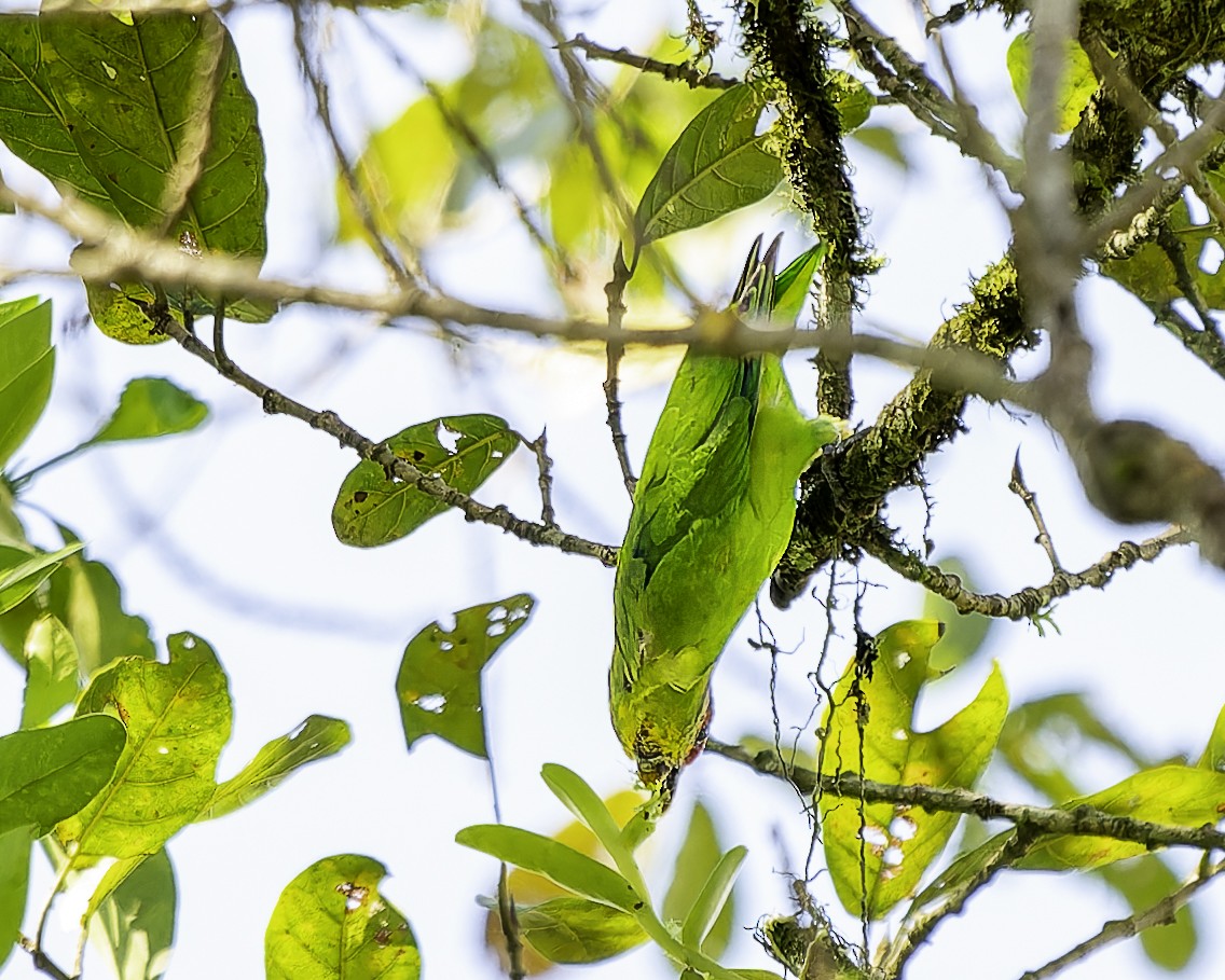 アカビタイイロオインコ - ML646743887