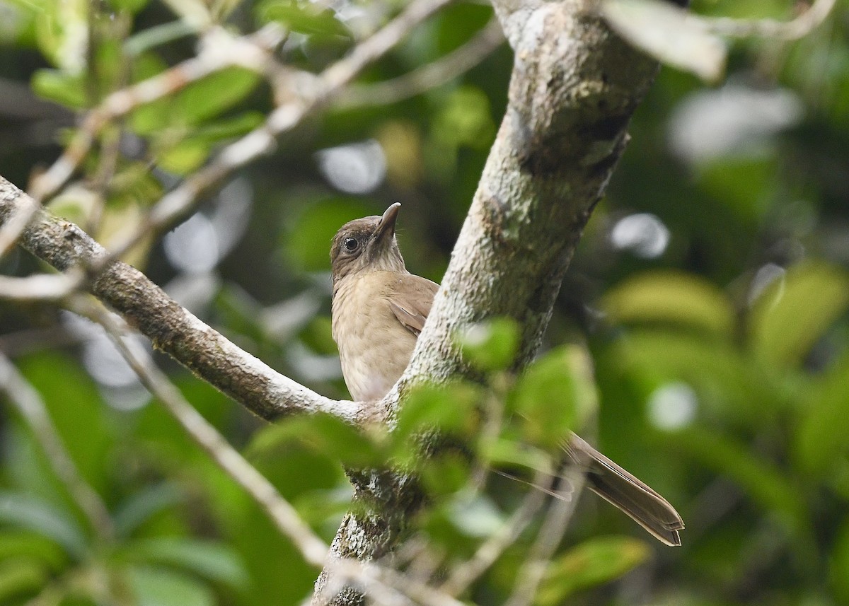 Cocoa Thrush - ML646743895