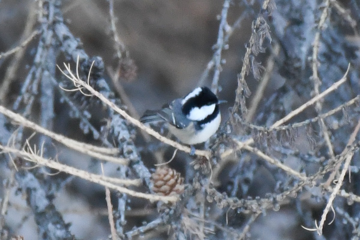 Coal Tit - ML646743898