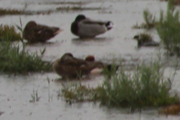 Red-crested Pochard - ML646743907