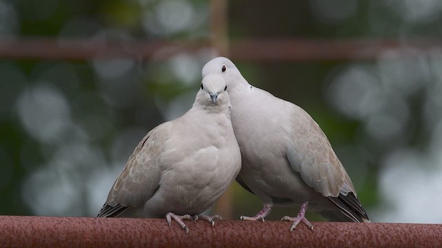 תור צווארון - ML646743909