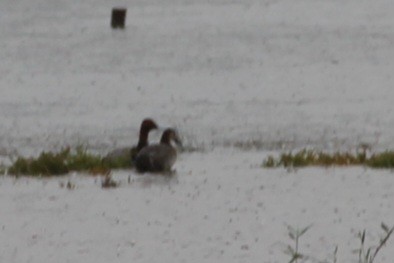 Common Pochard - ML646743912