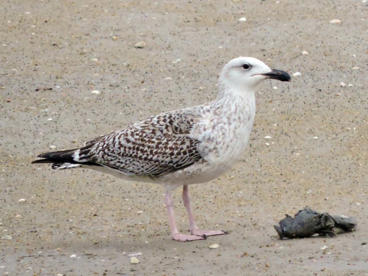 オオカモメ - ML646743913