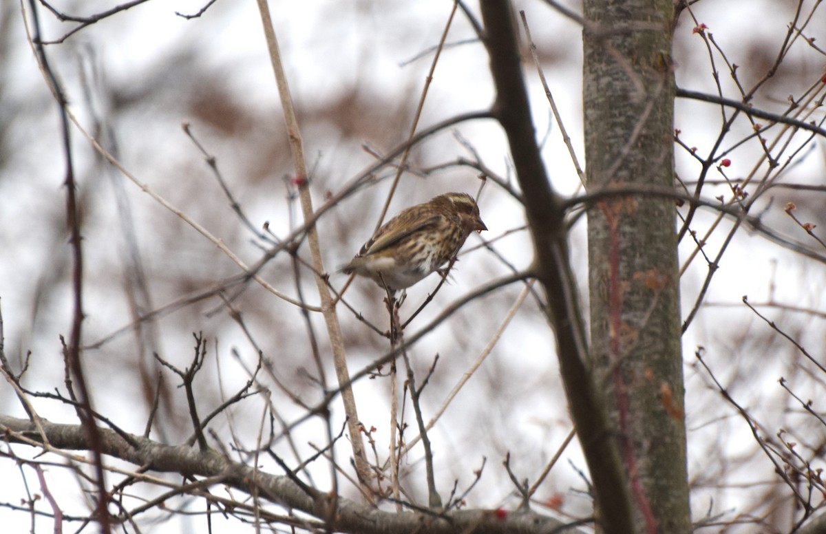 ムラサキマシコ - ML646743914