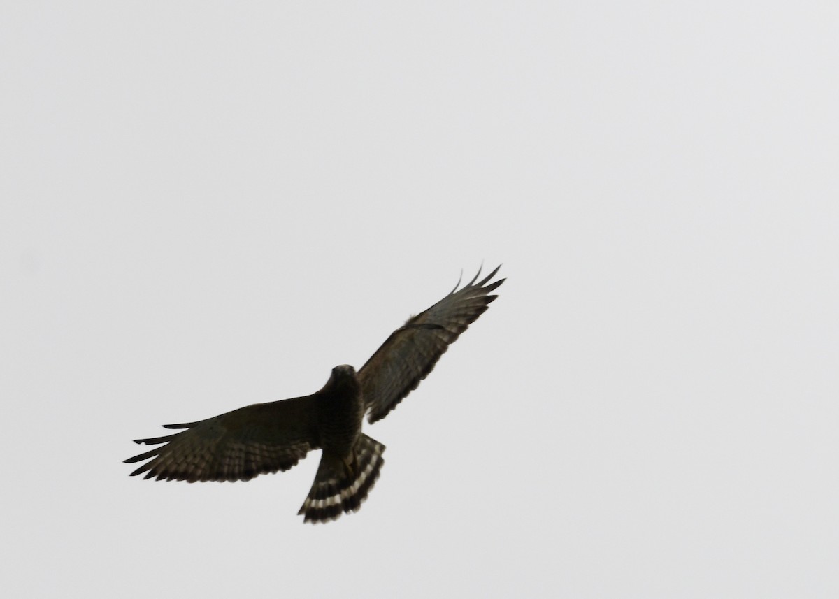 Breitflügelbussard [antillarum-Gruppe] - ML646743915