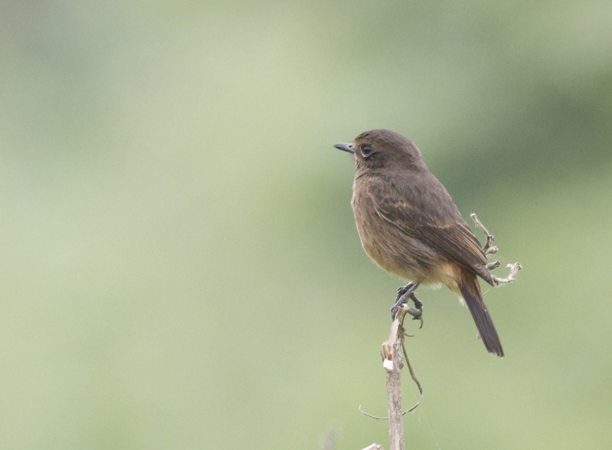 svartskvett - ML646743916