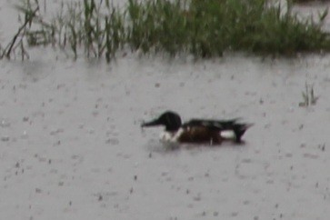 Northern Shoveler - ML646743927