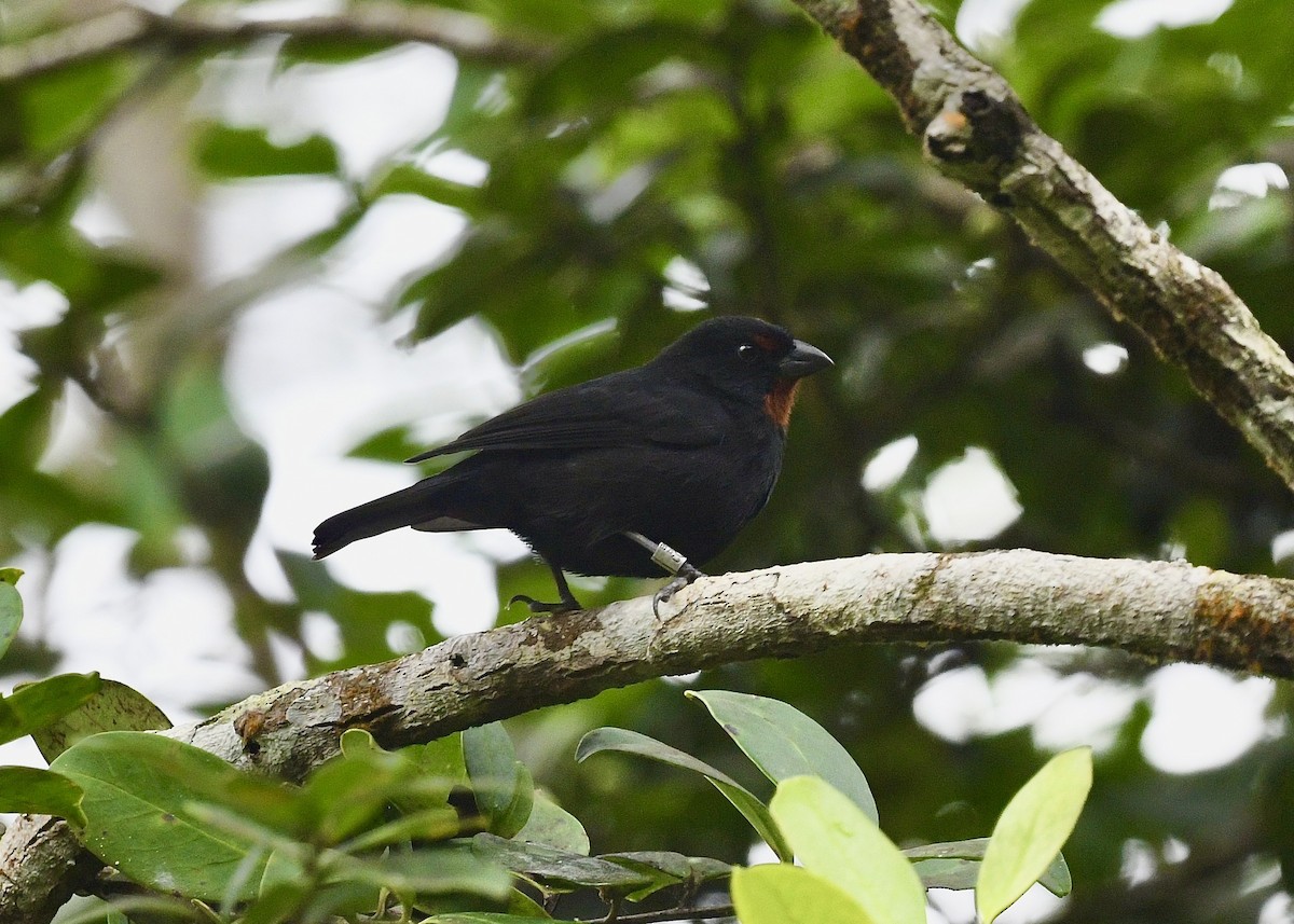 Lesser Antillean Bullfinch - ML646743933