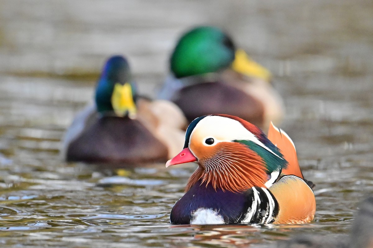 kachnička mandarínská - ML646743936