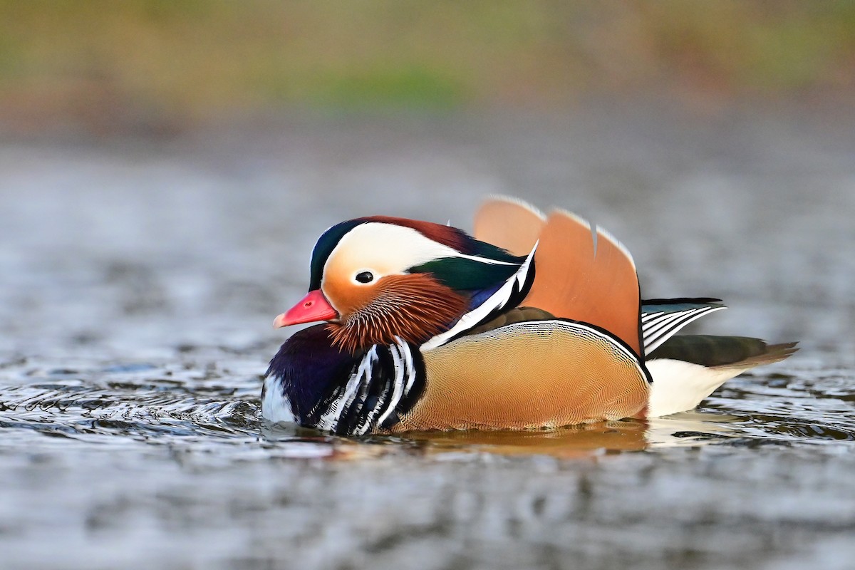 kachnička mandarínská - ML646743937