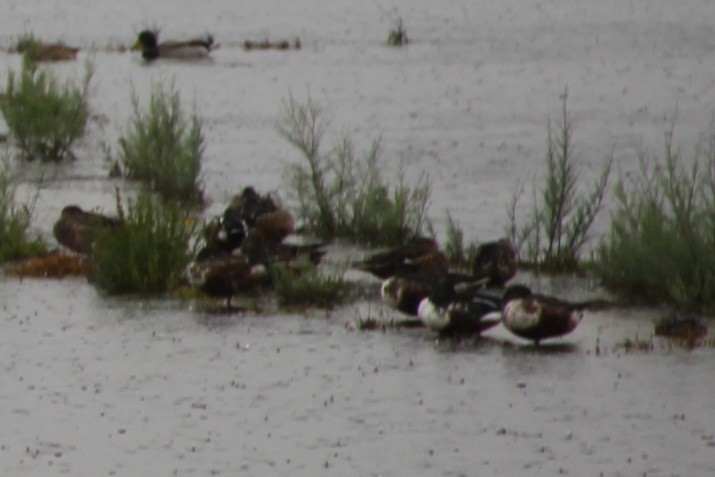 Northern Shoveler - ML646743938