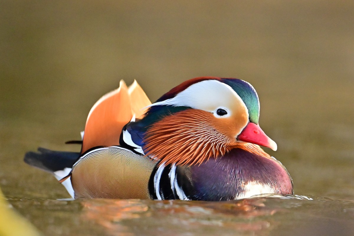 kachnička mandarínská - ML646743939