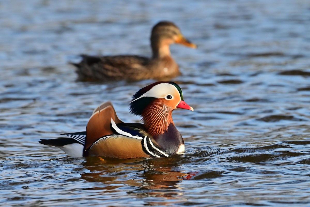 kachnička mandarínská - ML646743940