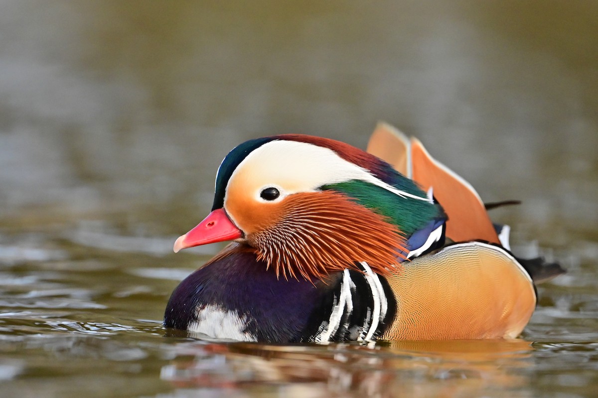 kachnička mandarínská - ML646743941