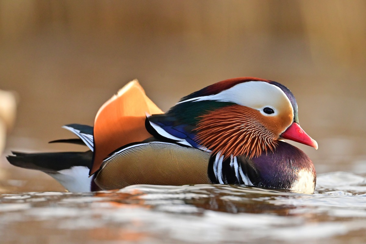 kachnička mandarínská - ML646743942