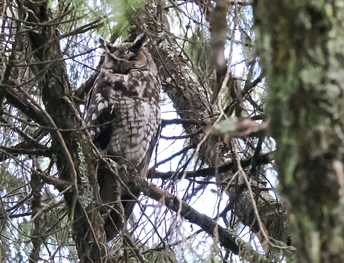 Abyssinian Owl - ML646743944