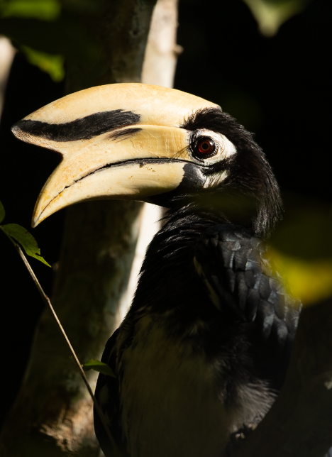 Great Hornbill - ML646743947