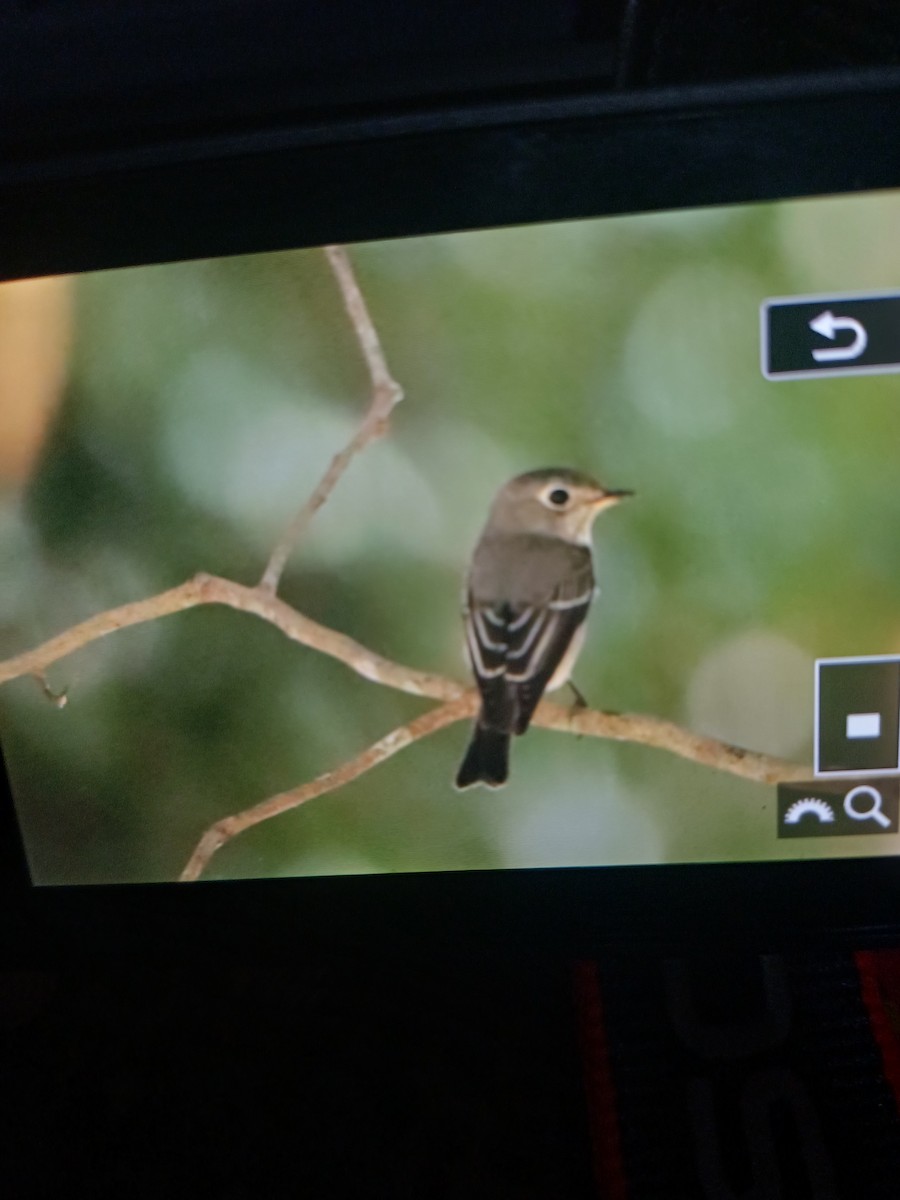 Euli-txori arrea - ML646743950