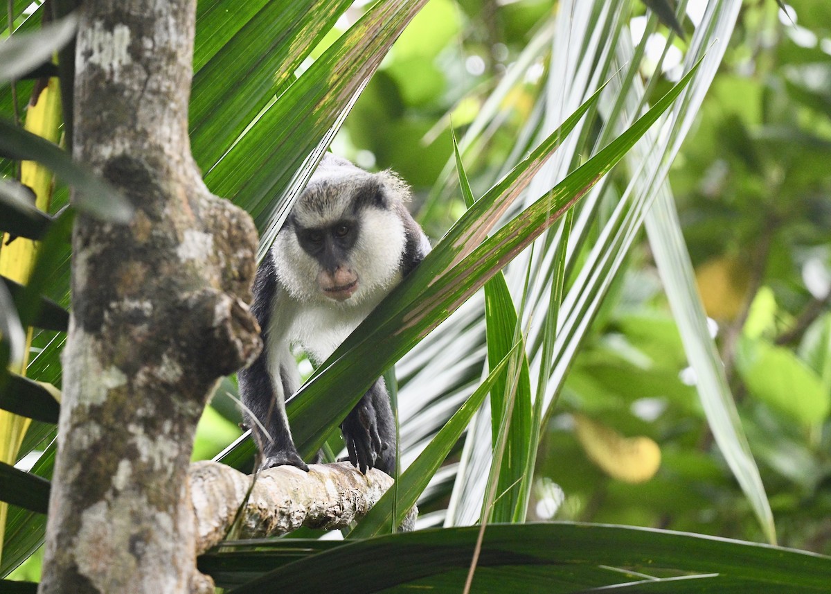 Mona Monkey - ML646743951