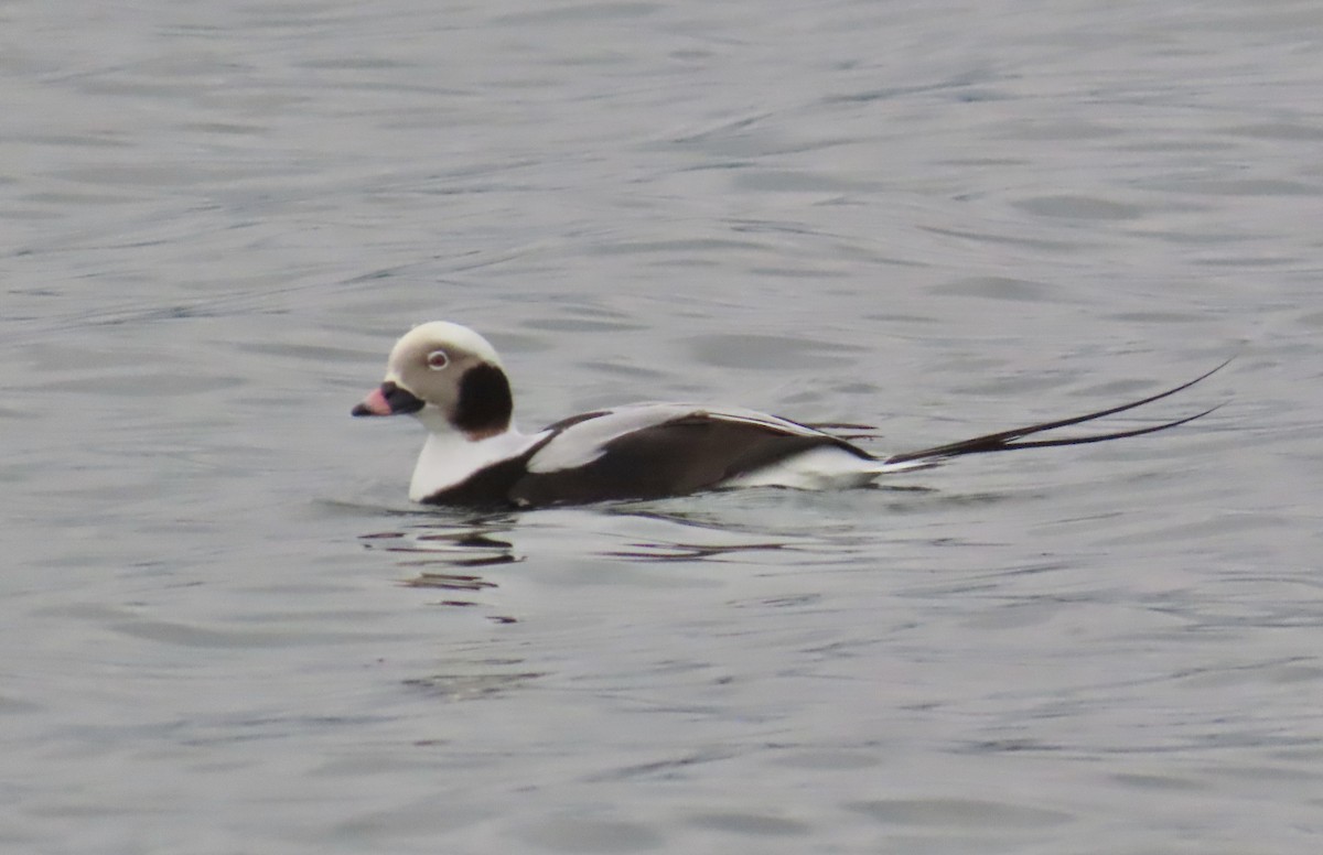 Telkuyruk - ML646743954