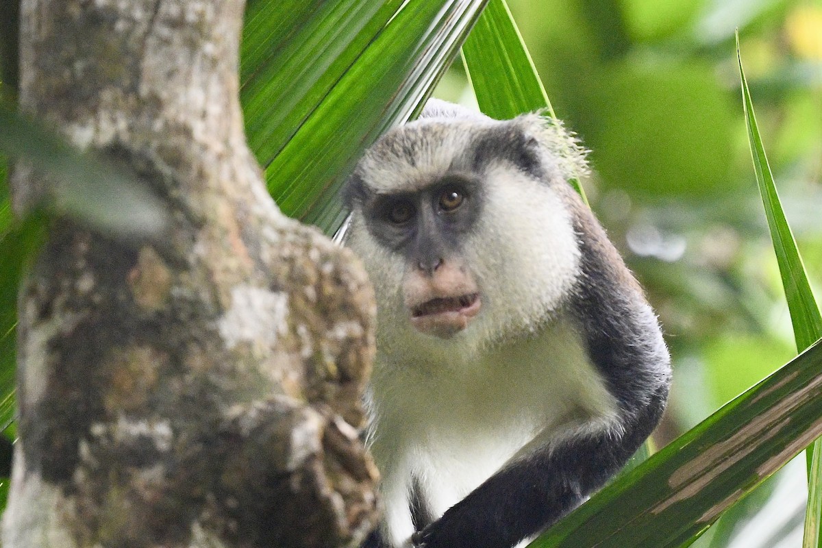 Mona Monkey - ML646743958