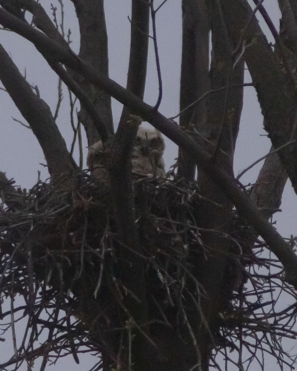 Great Horned Owl - ML646743961