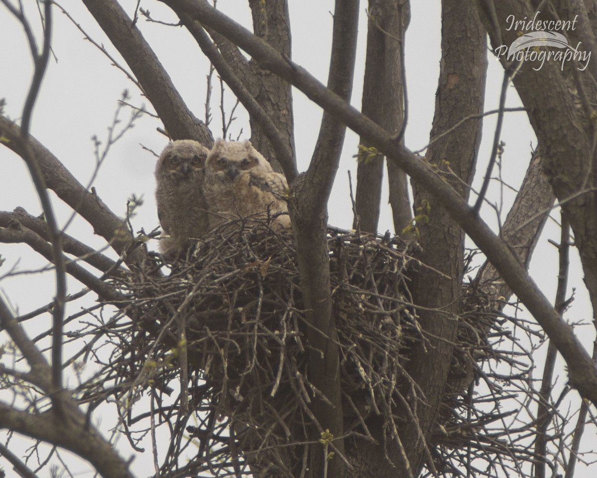 Great Horned Owl - ML646743962