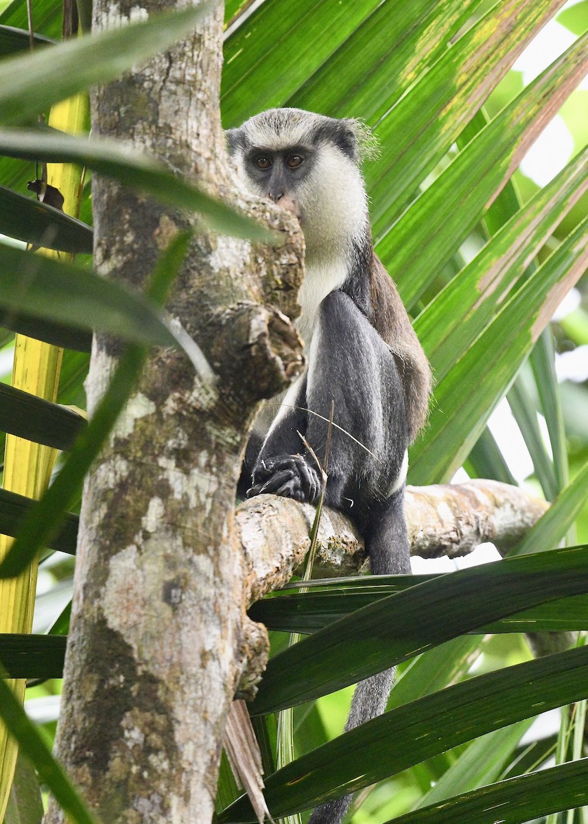 Mona Monkey - ML646743963